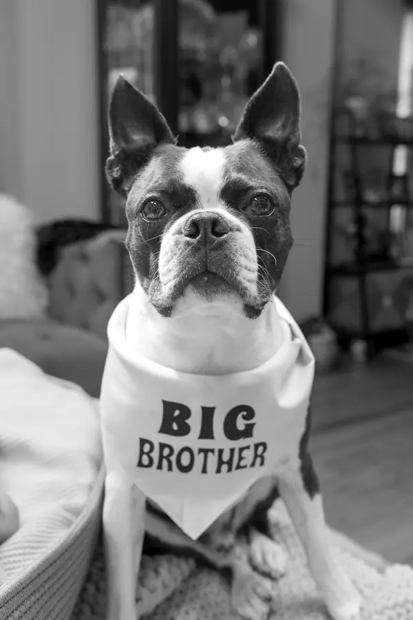 A dog wearing a Big Brother bandana
